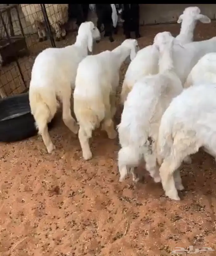 هرافى طيبة وفاخرة 0