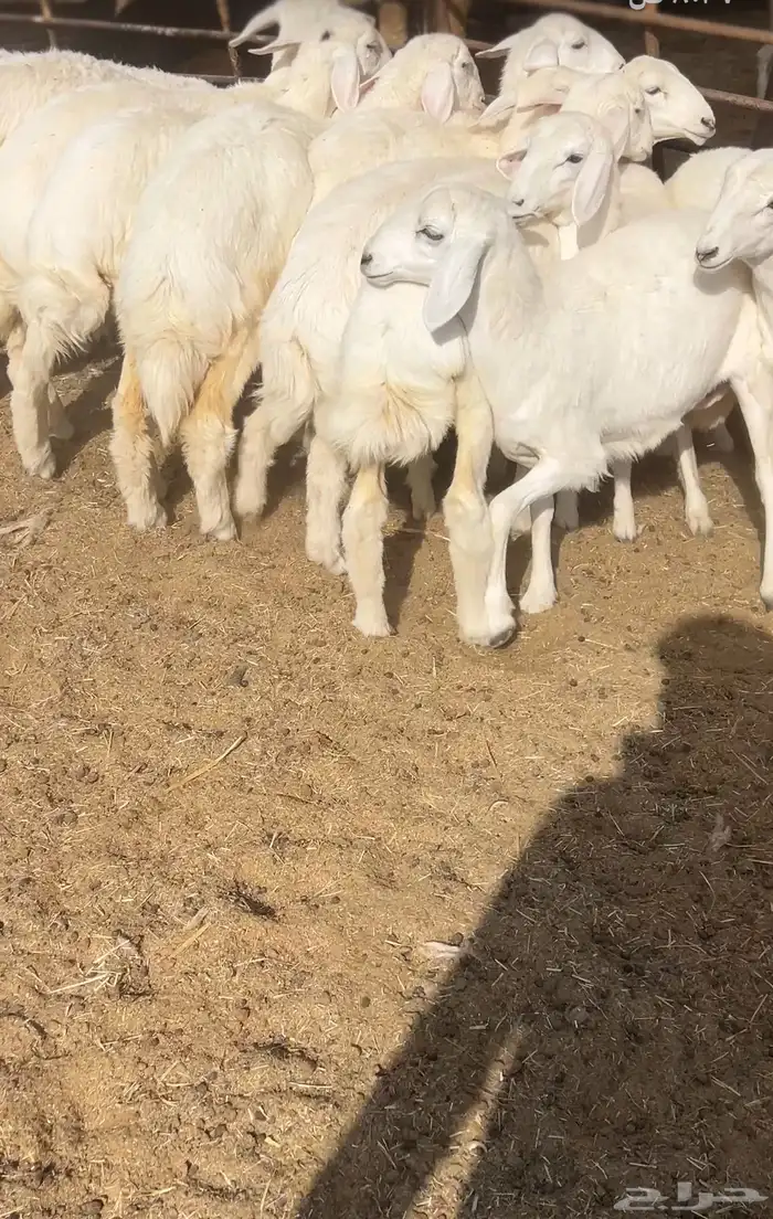 رخال حريه حرش 0