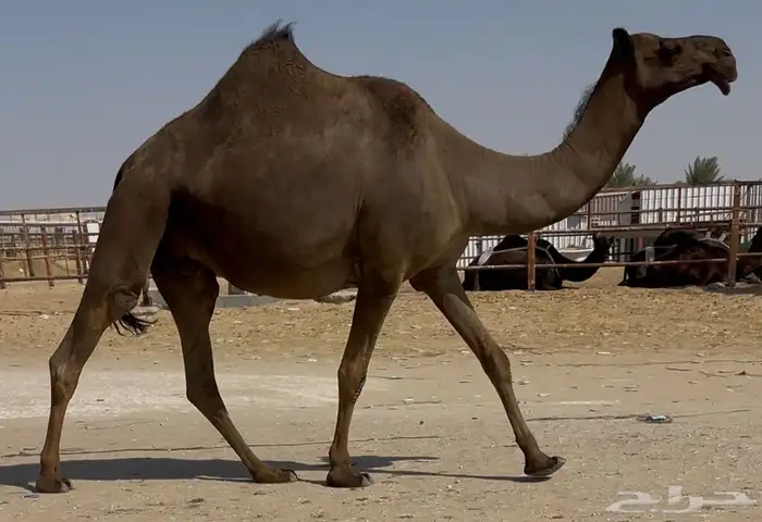 مجهم للبيع متالي طيبه جدا وسلم العذاريب 1