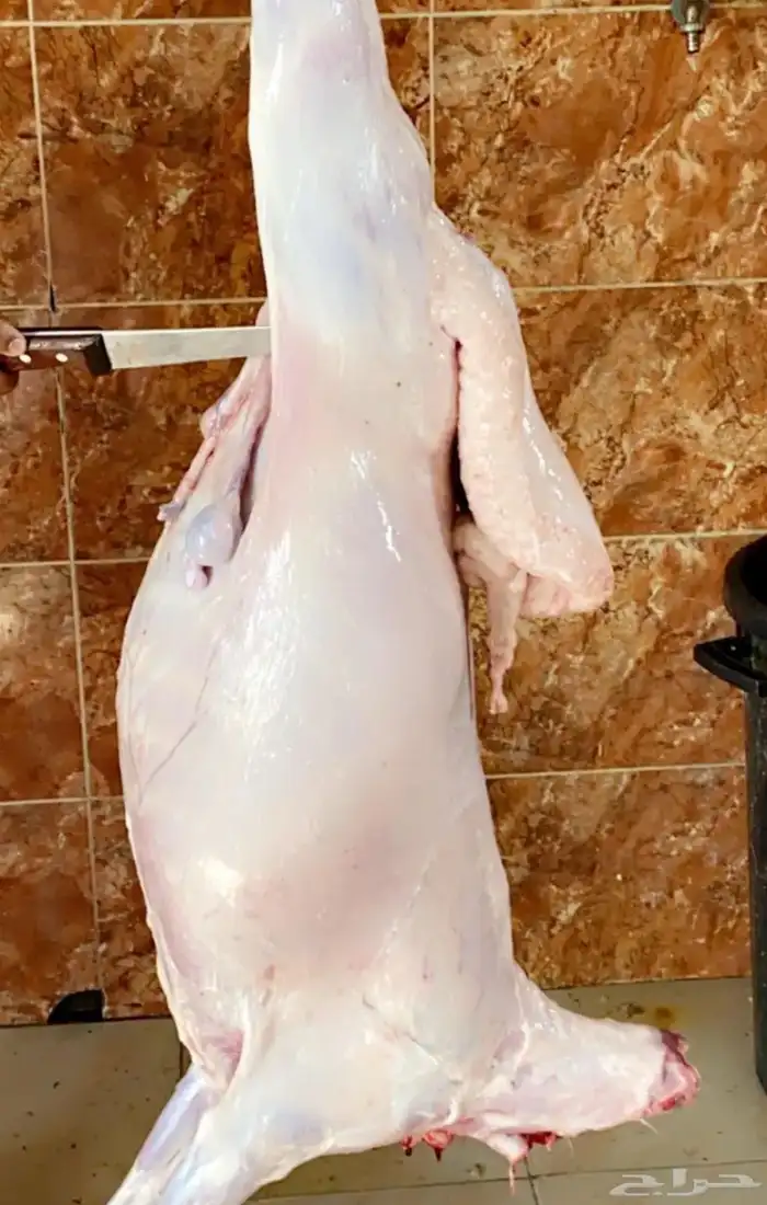 ذبايح حريه من غنم شهران مع السلخ والتوصيل 4