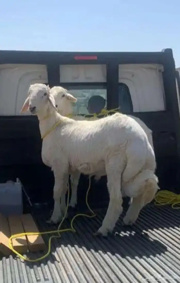 ذبايح حريه من غنم شهران مع السلخ والتوصيل 1