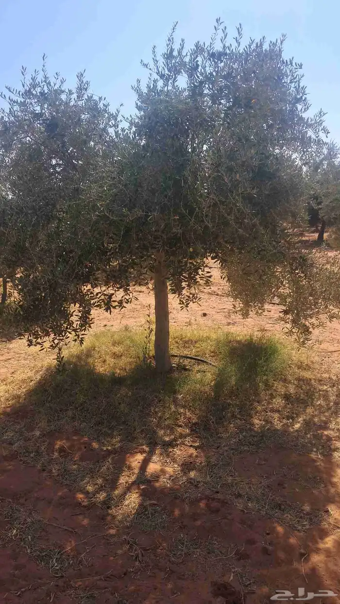 شجر زيتون نيبالي محسن درجه اولا 2