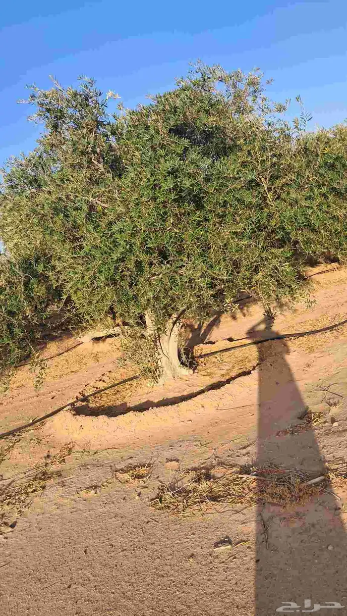 شجر زيتون نيبالي محسن درجه اولا 9