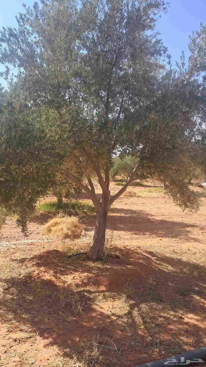 شجر زيتون نيبالي محسن درجه اولا 5