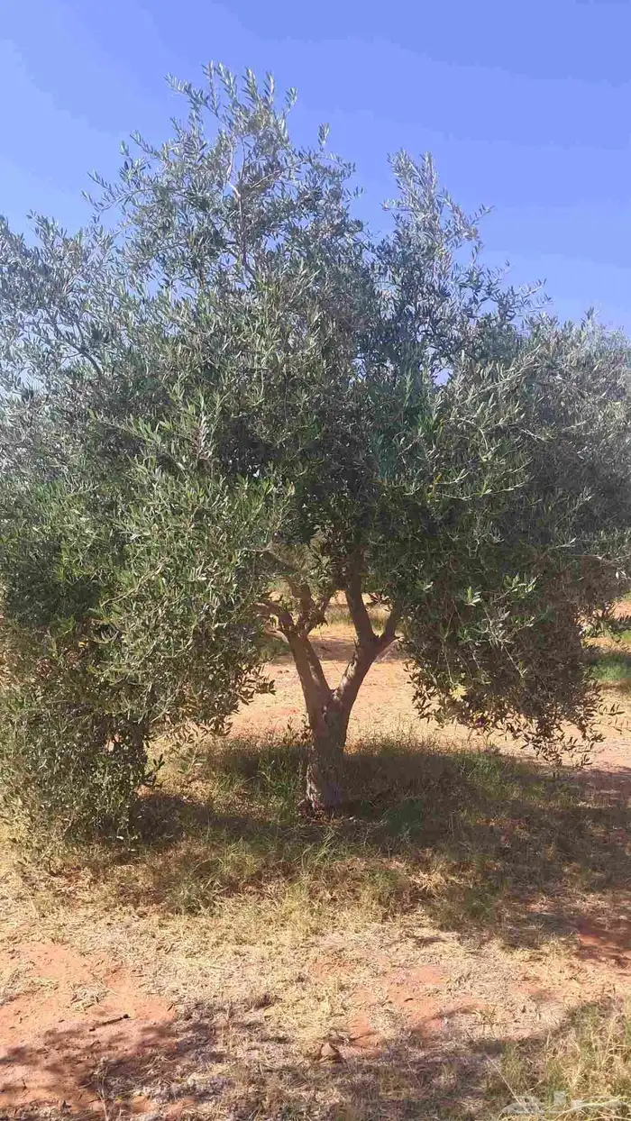 شجر زيتون نيبالي محسن درجه اولا 1
