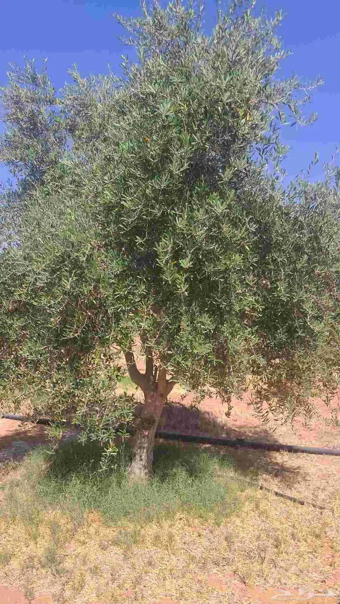 شجر زيتون نيبالي محسن درجه اولا 0
