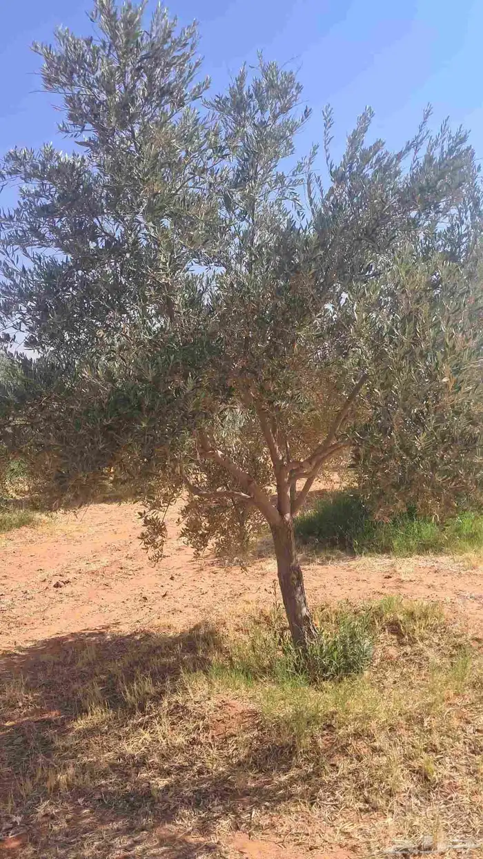 شجر زيتون نيبالي محسن درجه اولا 3