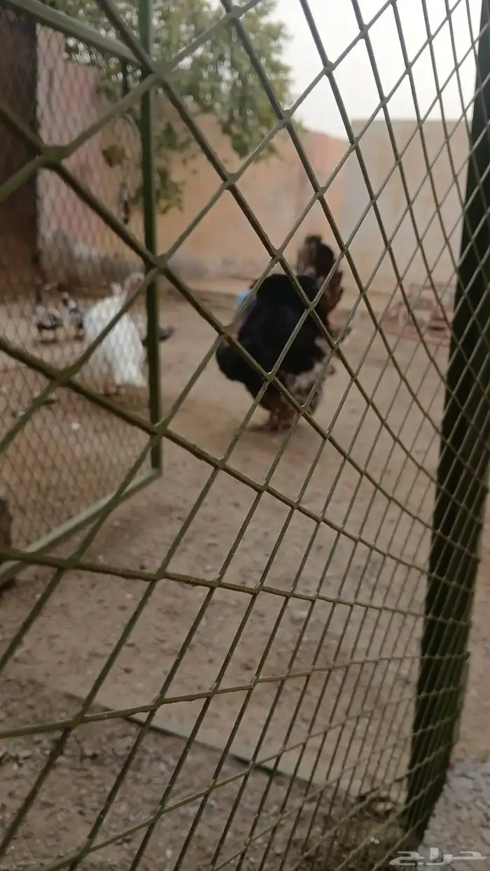 دجاج رومي للبيع زوج منتج 1