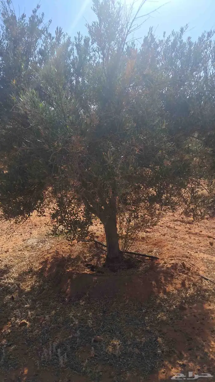 شجر زيتون نيبالي محسن درجه اولا 8
