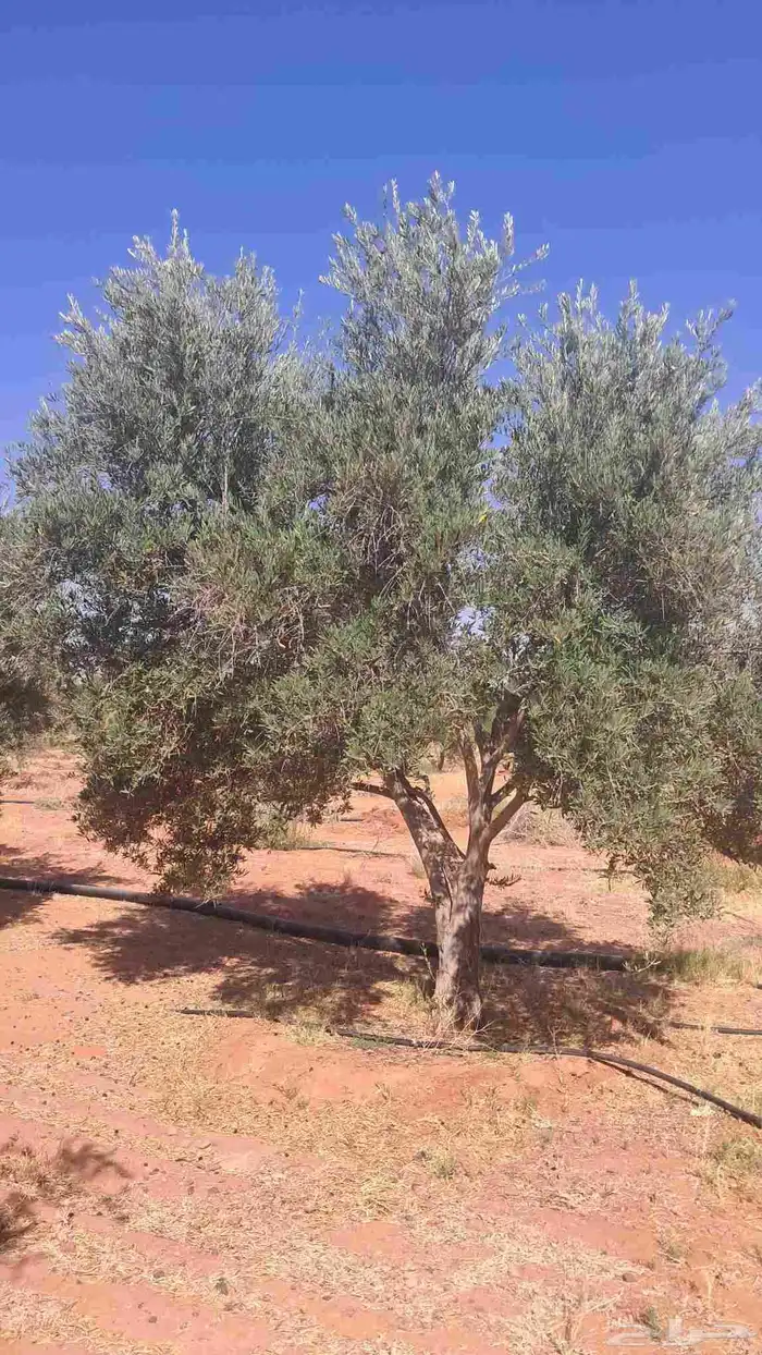 شجر زيتون نيبالي محسن درجه اولا 6
