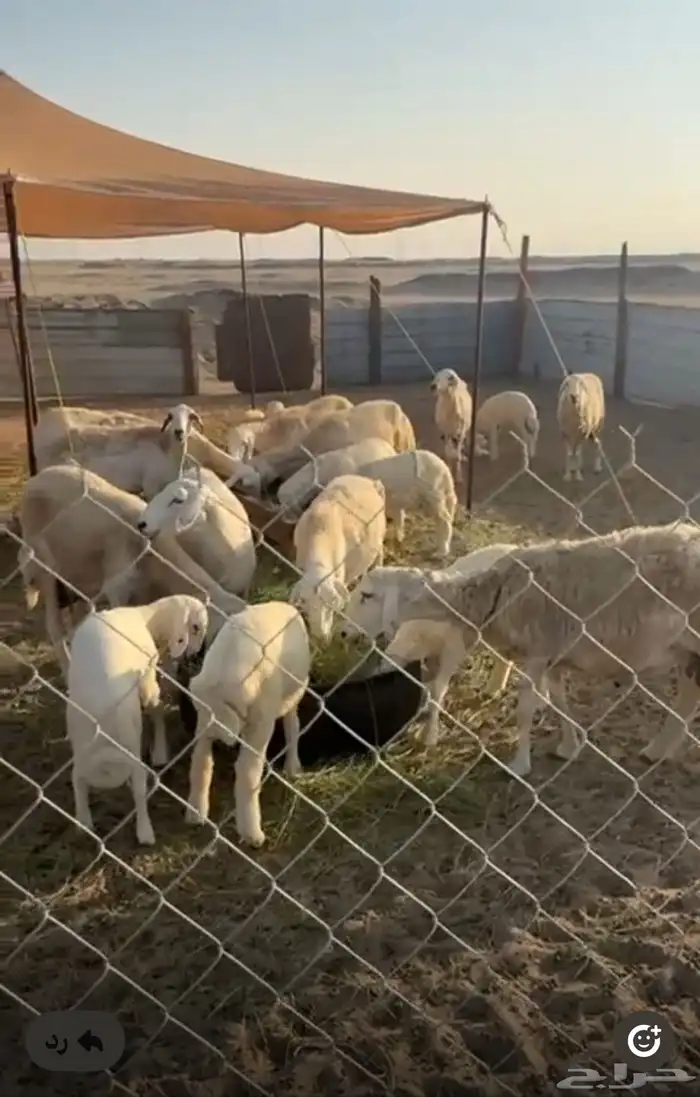 جدة الخمرة 0