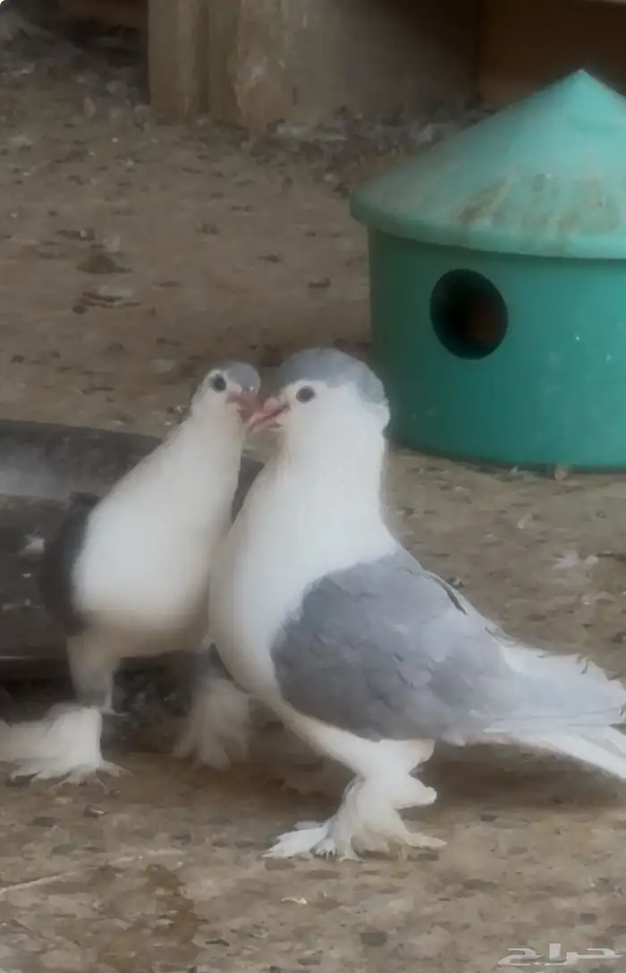 حمام زينه شيرازي 1