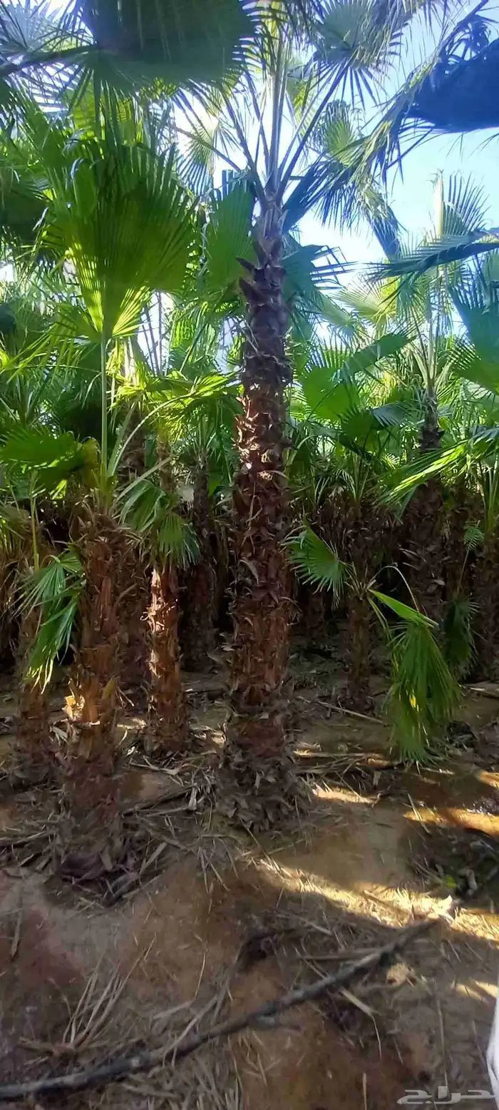 نقوم بتوريد جميع انواع النخيل وتركيب الشبوك 4