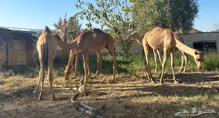 قعدان على الشرط نظافه اعمار 9 شهور و10 شهور 0