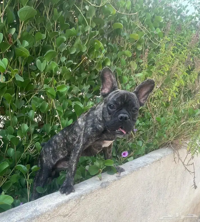 كلب للبيع فرنش بول 3