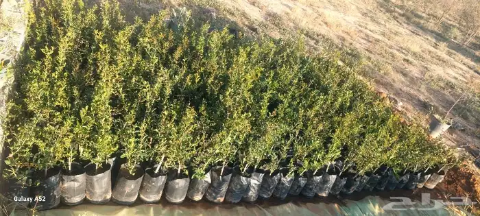 شتلات رمان من رمان الجوف 3