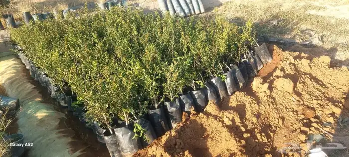 شتلات رمان من رمان الجوف 4