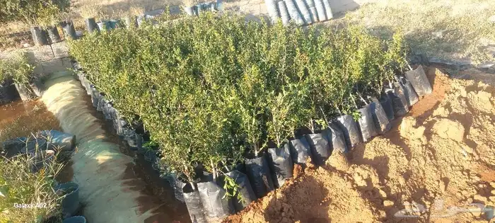 شتلات رمان من رمان الجوف 1