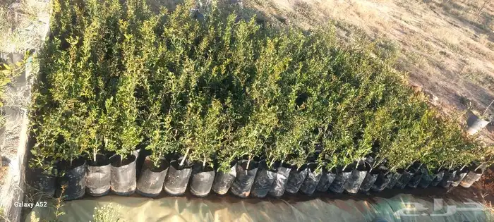 شتلات رمان من رمان الجوف 2