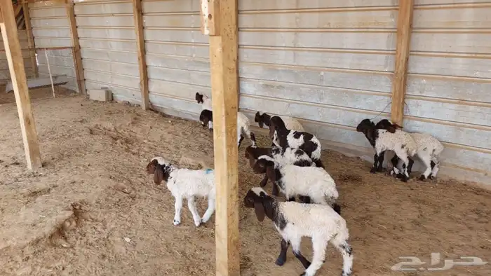 دواغير نعيم 6