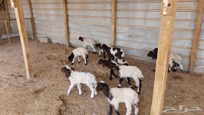 دواغير نعيم 7