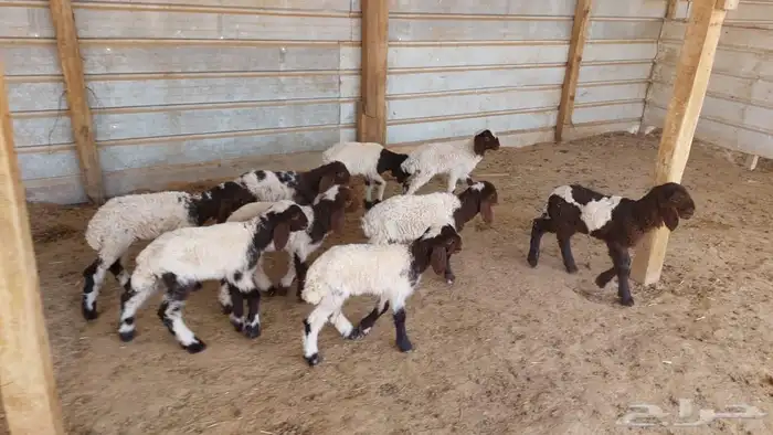 دواغير نعيم 3