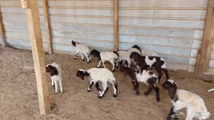 دواغير نعيم 8