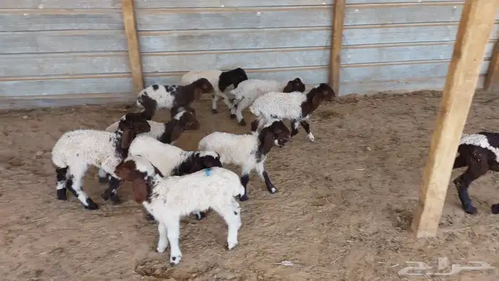 دواغير نعيم 2