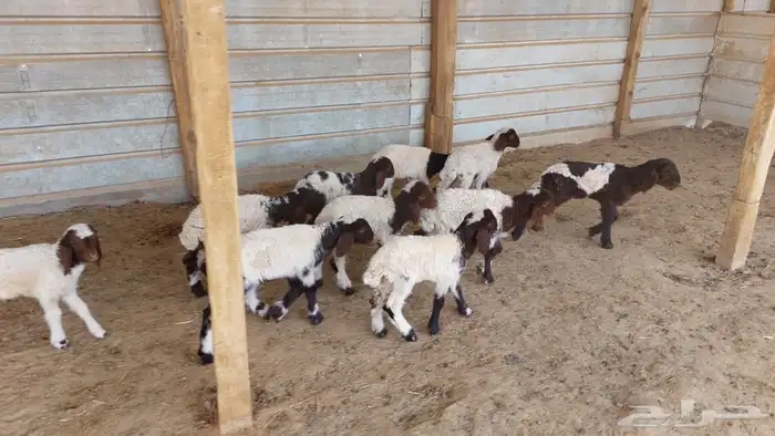 دواغير نعيم 1