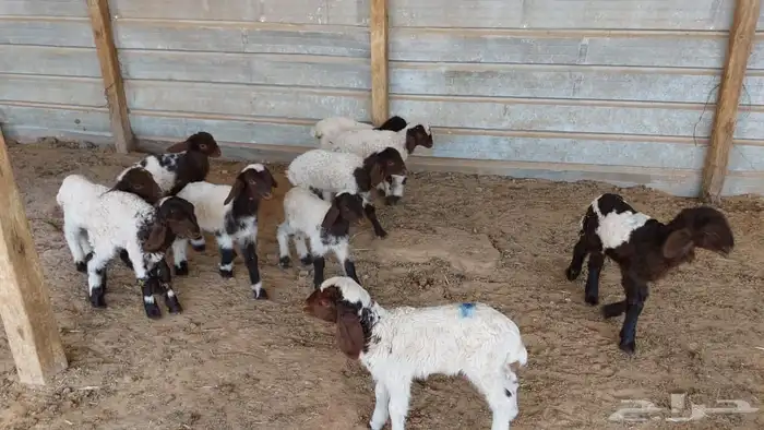 دواغير نعيم 0