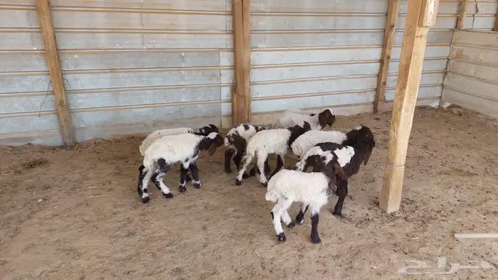 دواغير نعيم 4