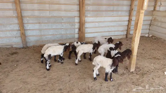 دواغير نعيم 5