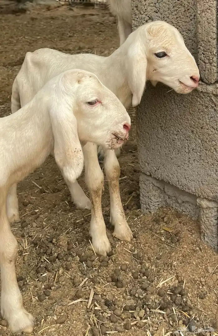 فحل حري منتج 5