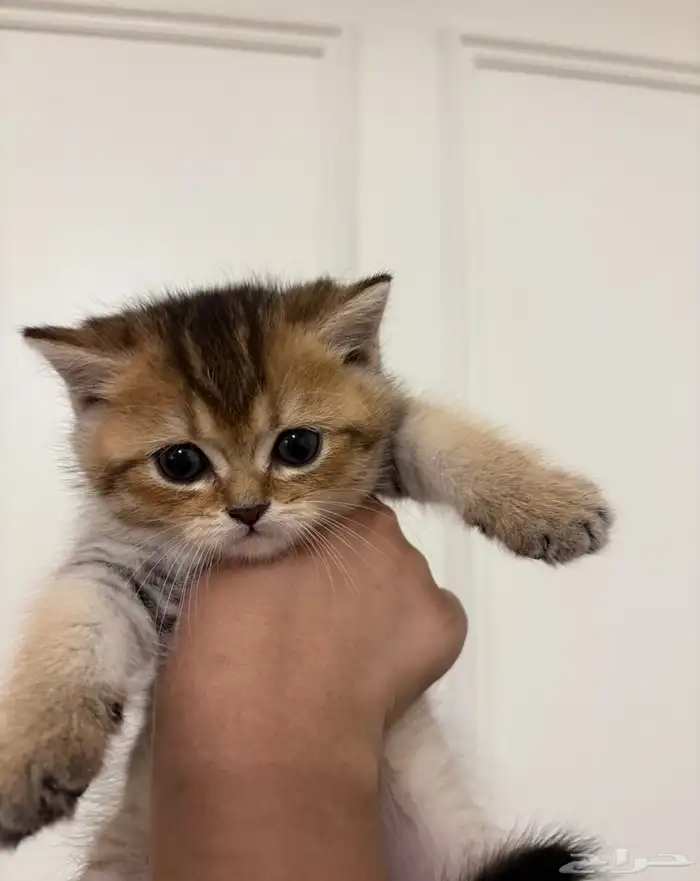قطط كيتن للبيع 2