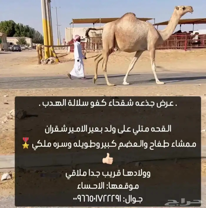 القحه مقارب متلي 1