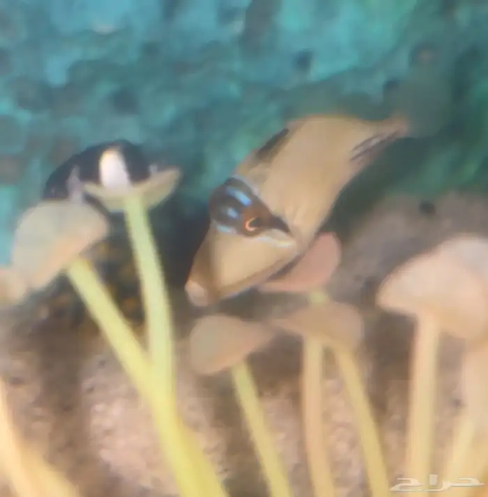 جده حي الثغر 0