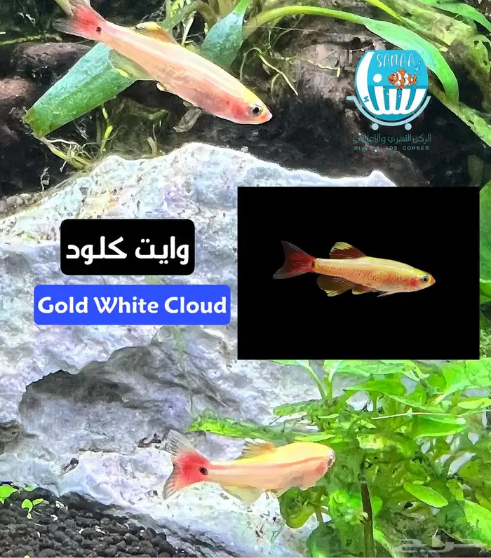 للبيع اسماك وايت كلود 0