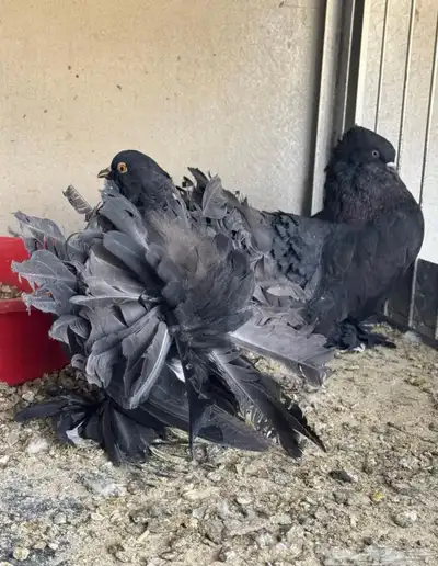 حمام رقاص index