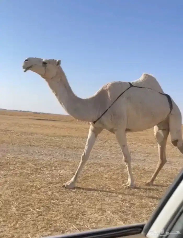 الضرايب الوضح الكفو 1