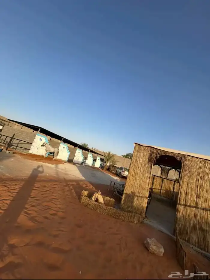 مربط الغيد ايواء خيل 2