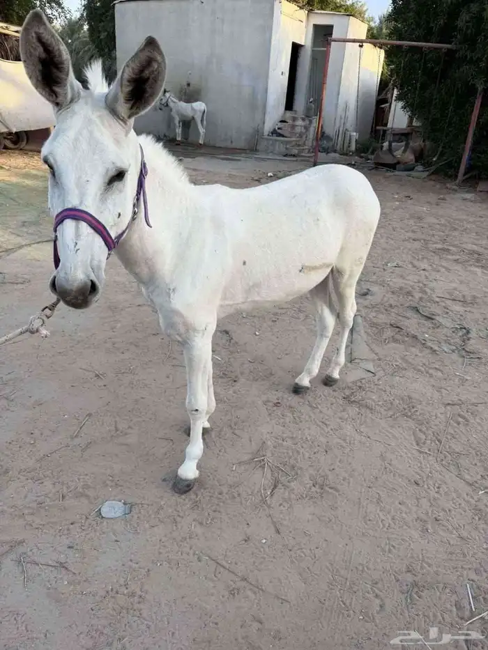 حمار اصيل 0