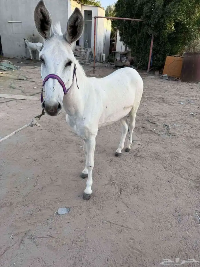 حمار اصيل 2