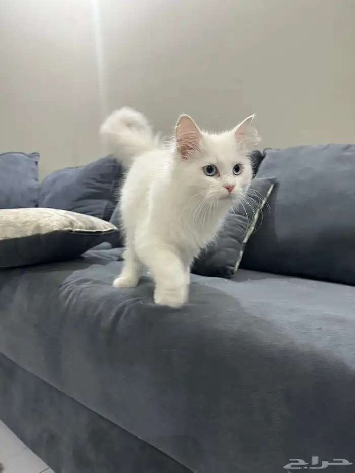 قط للبيع مع كامل احتياجاتو 3