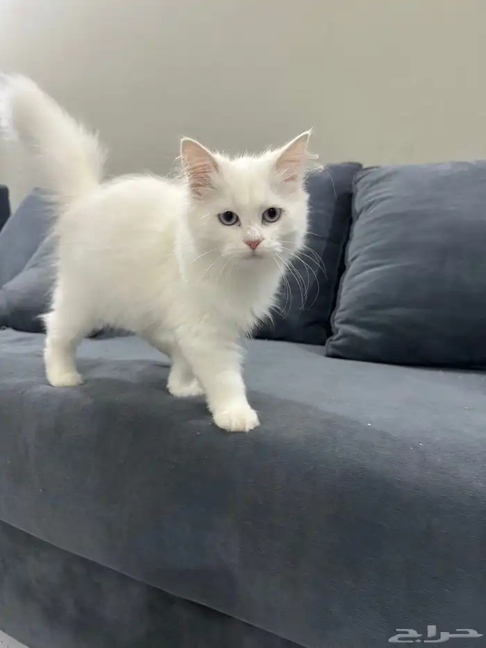 قط للبيع مع كامل احتياجاتو 1