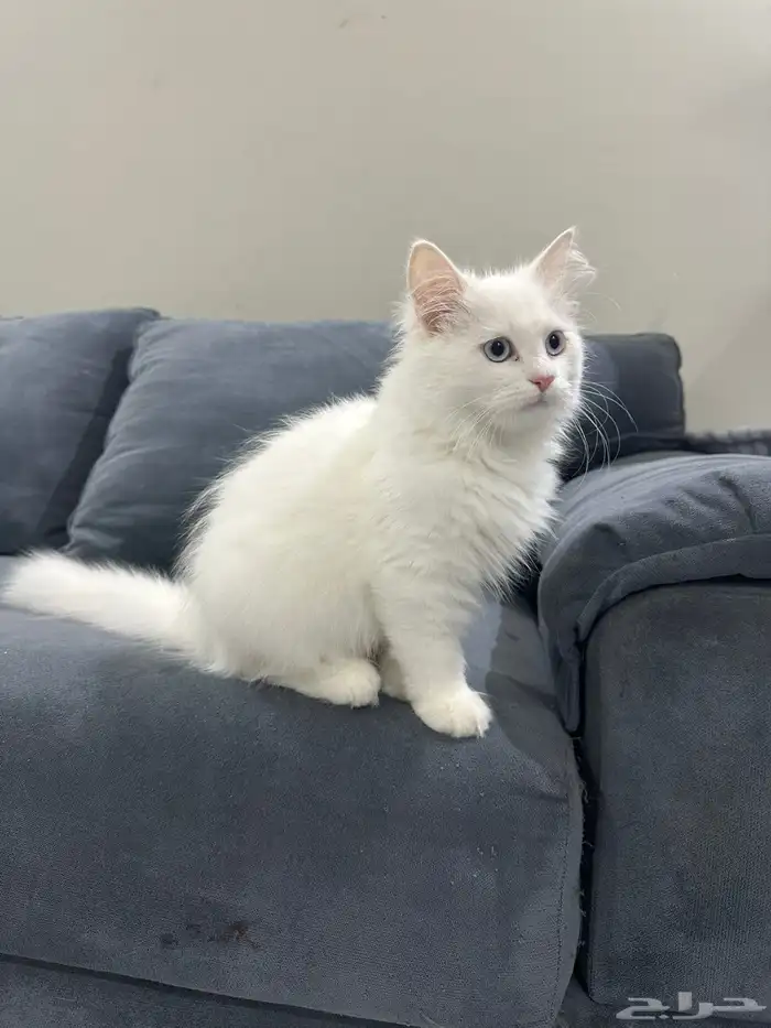 قط للبيع مع كامل احتياجاتو 0
