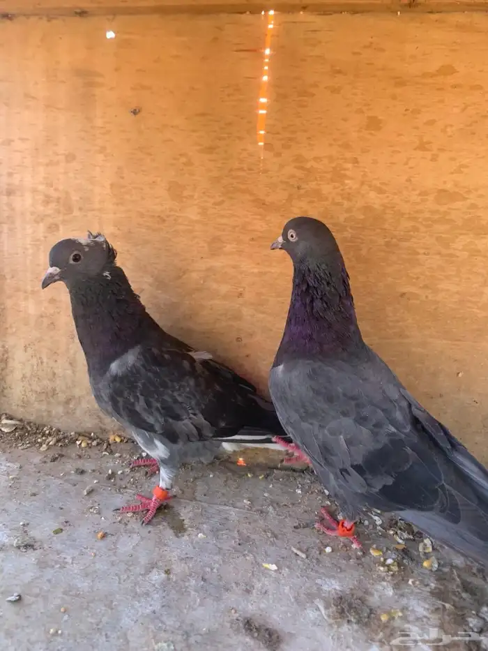 جوز قلابي قطيفي 0