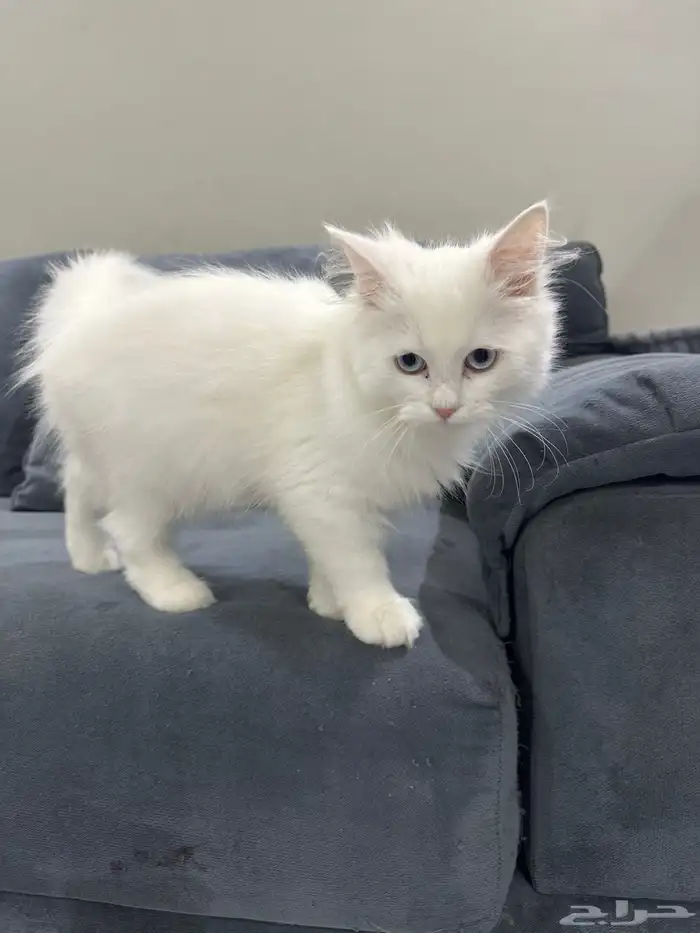 قط للبيع مع كامل احتياجاتو 2