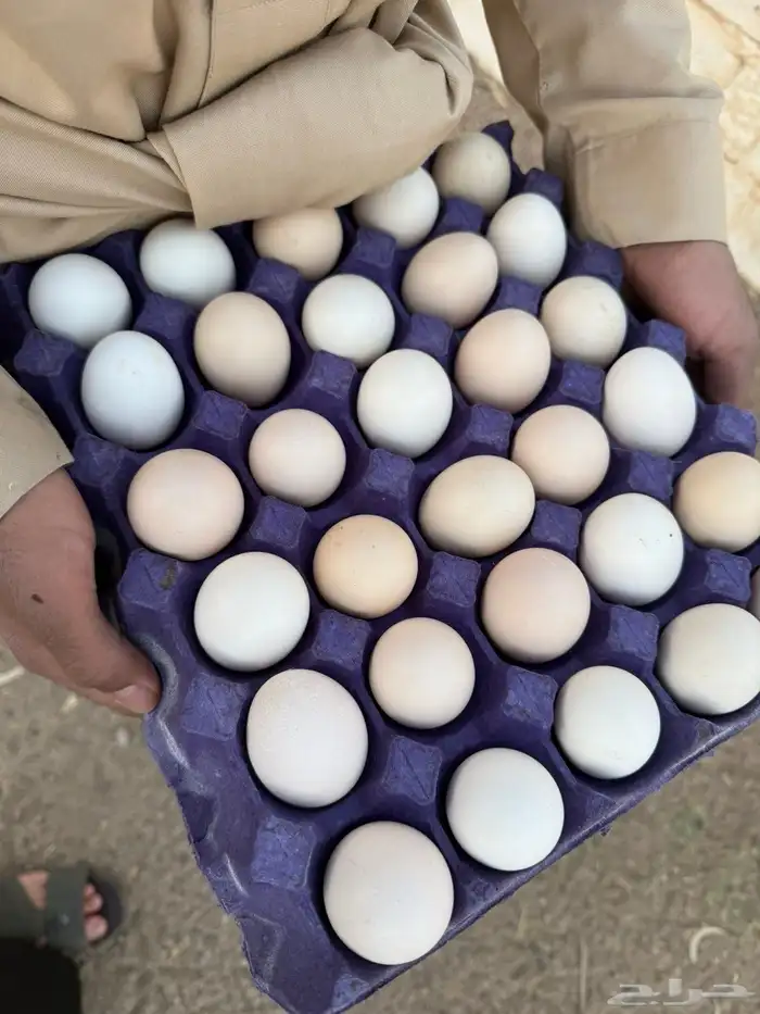 دجاج بلدي للبيع 10