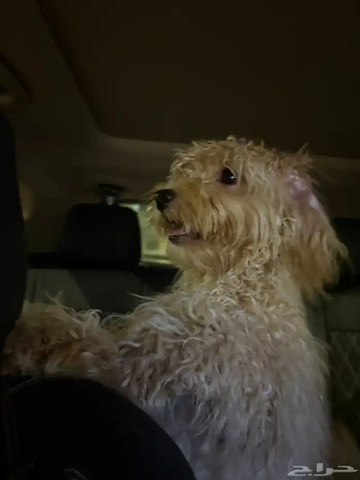 زوج  كلاب ليتل بودل عمر تقريبا 6 شهور مطعمين ولهم جواز سفر 0