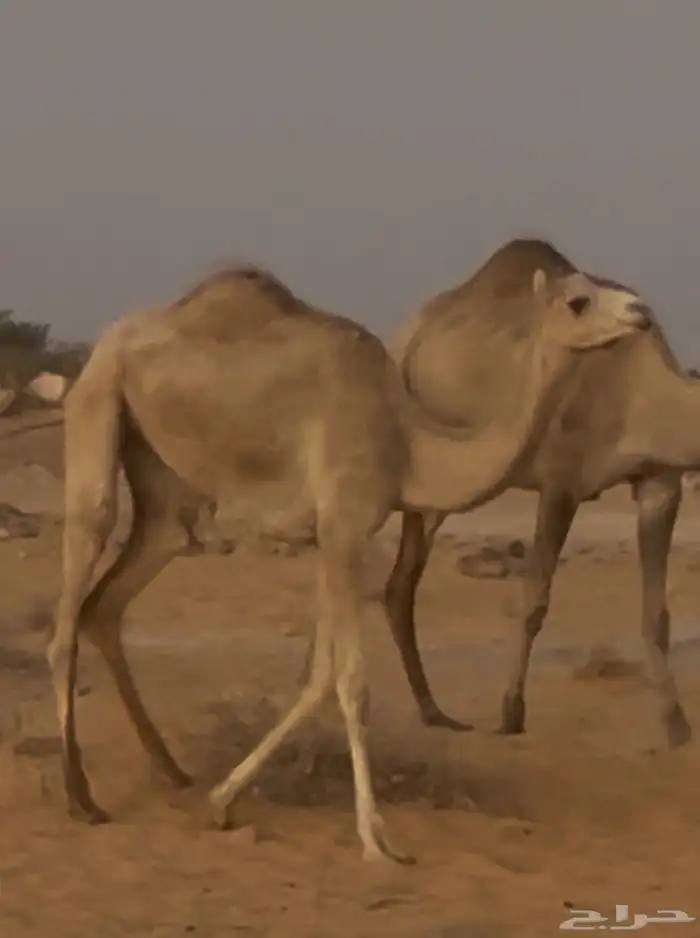 ذلول لقحه وبكره 1